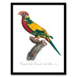 Artery8 Francois Levaillant Framed Wall Art Print The Rainbow Lorikeet Parrot in White - Size: A4 - thumbnail 1