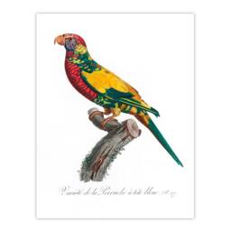Artery8 Francois Levaillant Framed Wall Art Print The Rainbow Lorikeet Parrot in White - Size: A4 - thumbnail 3