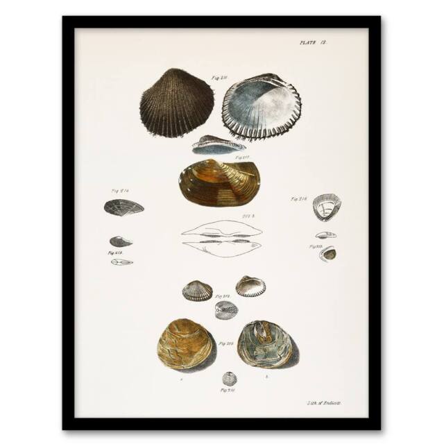 Artery8 James Ellsworth De Kay Various Types of Seashells Framed Art Print in White - Size: A4 - image 1