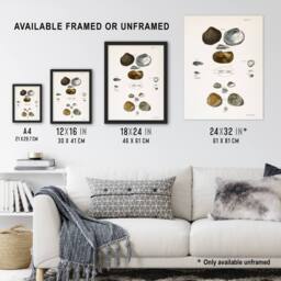 Artery8 James Ellsworth De Kay Various Types of Seashells Framed Art Print in White - Size: A4 - thumbnail 3