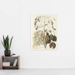 "Artery8 Vintage Bird & Plant Illustration Catesby Wall Art Poster Print in Beige - Size: W12"" x H16""" - thumbnail 4