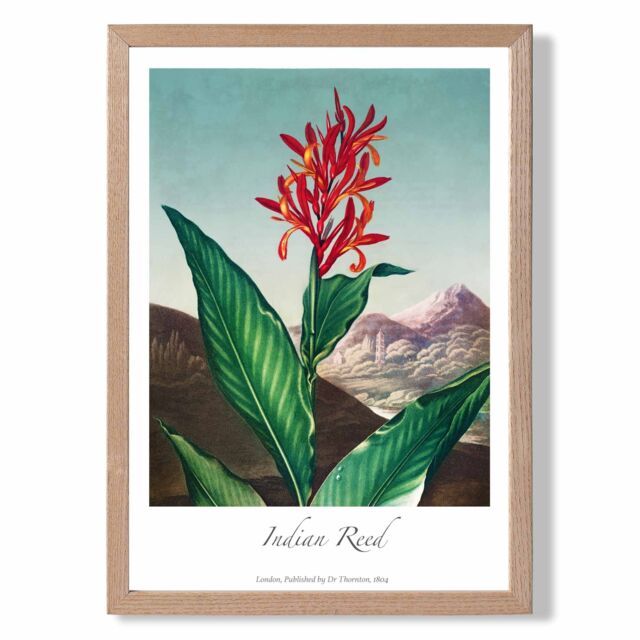 ARTZE Vintage Floral Exhibition - Indian Reed Framed Print SIZE: A2 with Oak Frame in Red - image 1