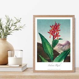 ARTZE Vintage Floral Exhibition - Indian Reed Framed Print SIZE: A2 with Oak Frame in Red - thumbnail 2