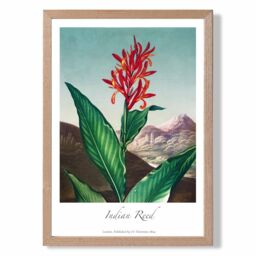 ARTZE Vintage Floral Exhibition - Indian Reed Framed Print SIZE: A2 with Oak Frame in Red - thumbnail 1