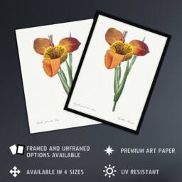 "Artery8 Tiger Flower Botanical Redoute Vintage Framed Wall Art Print in White - Size: W12"" x H16""" - thumbnail 2
