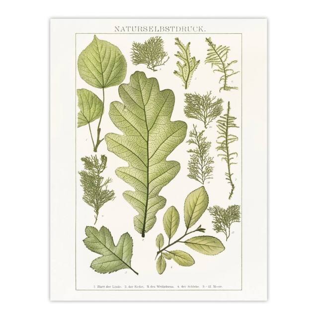 "Artery8 Plant Lover Leaves Brockhaus Lexikon Vintage Wall Art Print Poster in White - Size: W18"" x H24""" - image 1
