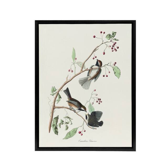"Artery8 Canadian Titmouse Bird Audubon Nature Black Framed Canvas Wall Art in White - Size: W12"" x H16""" - image 1