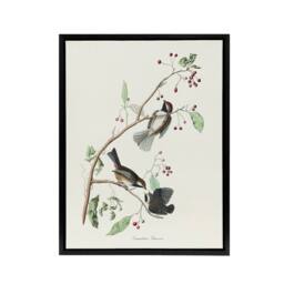 "Artery8 Canadian Titmouse Bird Audubon Nature Black Framed Canvas Wall Art in White - Size: W12"" x H16""" - thumbnail 1