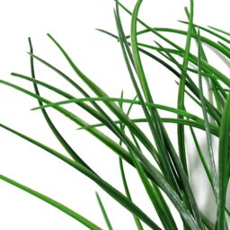 Leaf Pack of 6 x 90cm Artificial Grass Stem Spray in Green - Size: 6 x 90 cm - thumbnail 5