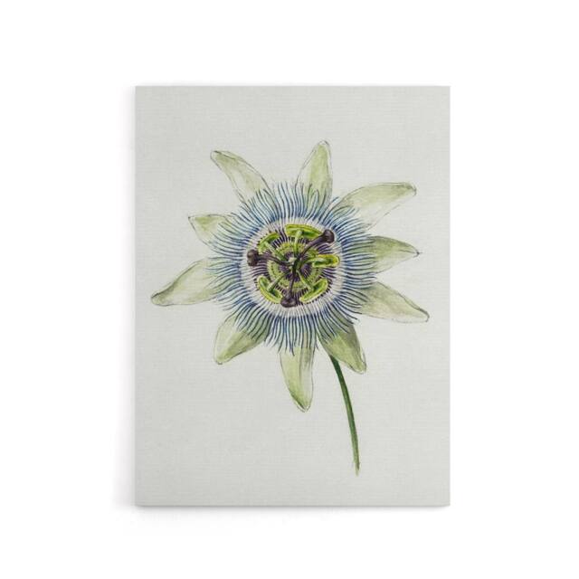 "Artery8 Passion Flower Bloom Floral Drawing Bernard Canvas Wall Art in White - Size: W18"" x H24""" - image 1