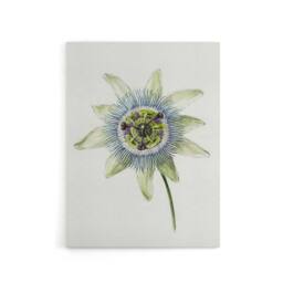 "Artery8 Passion Flower Bloom Floral Drawing Bernard Canvas Wall Art in White - Size: W18"" x H24""" - thumbnail 1