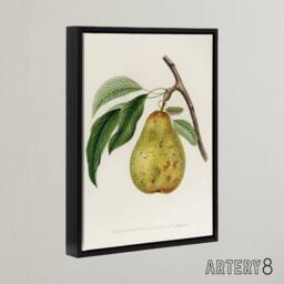 "Artery8 Illustration of a Pear Jacob Sturm Black Framed Canvas Wall Art in White - Size: W18"" x H24""" - thumbnail 2