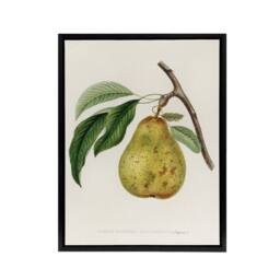 "Artery8 Illustration of a Pear Jacob Sturm Black Framed Canvas Wall Art in White - Size: W18"" x H24""" - thumbnail 1