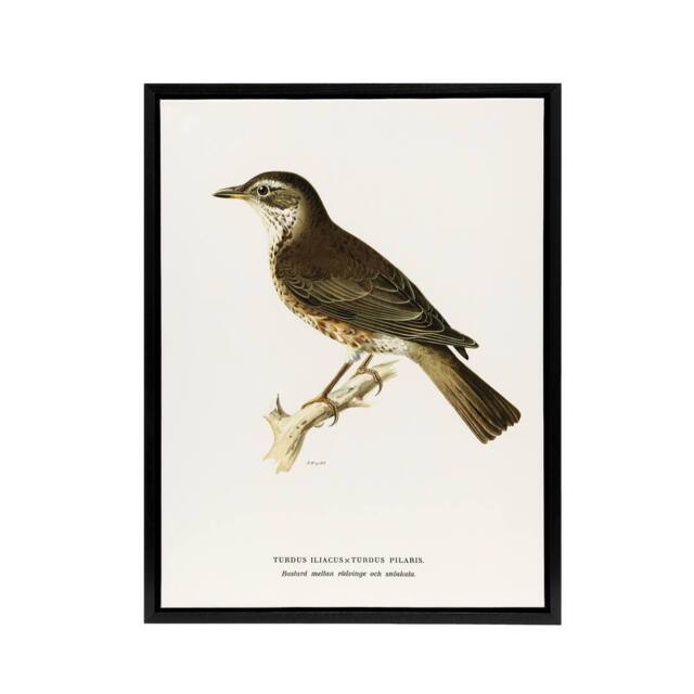"Artery8 Redwing Bird Turdus Iliacus Von Wright Vintage Framed Canvas Wall Art in White - Size: W24"" x H32""" - image 1