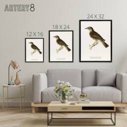 "Artery8 Redwing Bird Turdus Iliacus Von Wright Vintage Framed Canvas Wall Art in White - Size: W24"" x H32""" - thumbnail 4