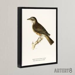 "Artery8 Redwing Bird Turdus Iliacus Von Wright Vintage Framed Canvas Wall Art in White - Size: W24"" x H32""" - thumbnail 2