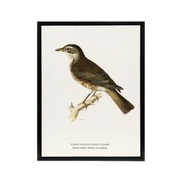 "Artery8 Redwing Bird Turdus Iliacus Von Wright Vintage Framed Canvas Wall Art in White - Size: W24"" x H32""" - thumbnail 1