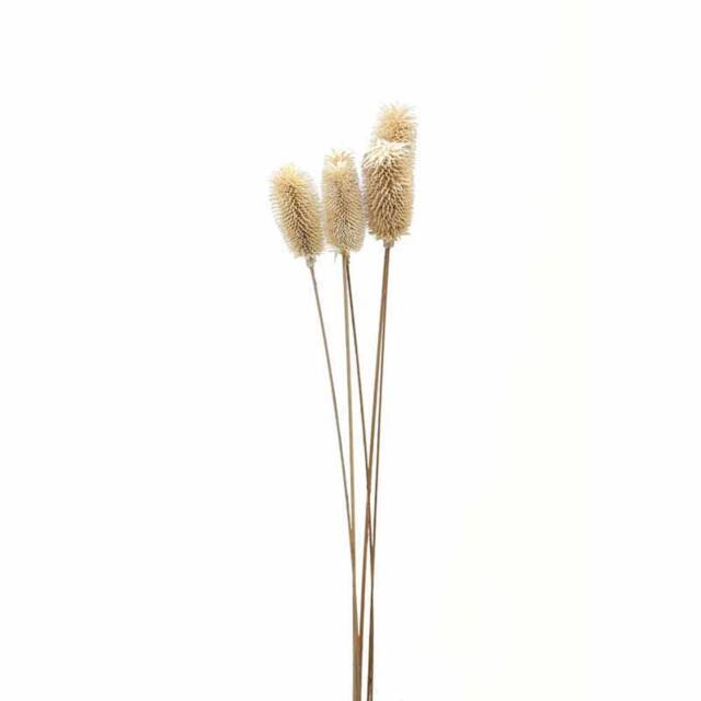 Lemon Pavilion Furniture and Decor Bouquet of Dried Tall Thistle Artificial Plant - L12 x W12 x H60 cm in White