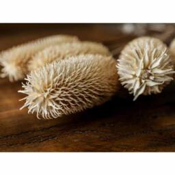 Lemon Pavilion Furniture and Decor Bouquet of Dried Tall Thistle Artificial Plant - L12 x W12 x H60 cm in White - thumbnail 4