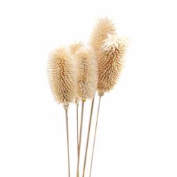 Lemon Pavilion Furniture and Decor Bouquet of Dried Tall Thistle Artificial Plant - L12 x W12 x H60 cm in White - thumbnail 2