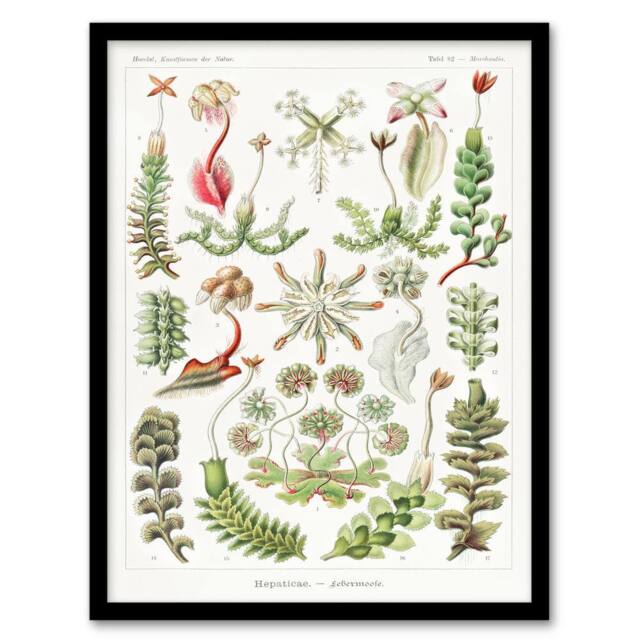 Artery8 Ernst Haeckel Framed Wall Art Print Hepatica Plant Vintage Floral in White - Size: A4 - image 1
