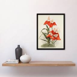 Artery8 Frederick Sander Disa Grandiflora Orchid Flowers Framed Wall Art Print - Size: A4 - thumbnail 4