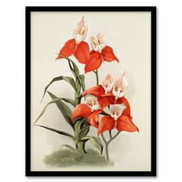 Artery8 Frederick Sander Disa Grandiflora Orchid Flowers Framed Wall Art Print - Size: A4 - thumbnail 1