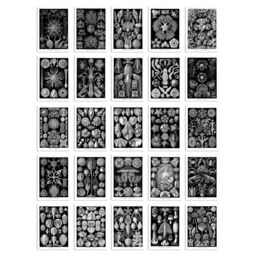 "Artery8 Wall Art Print 50 Pcs Botanical Aesthetic Haeckel Nature Black White Collage Kit s A6 Set Pack 15x10 cm (6x4"") Bedroom Wall Home Bathroom" - thumbnail 2