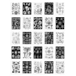 "Artery8 Wall Art Print 50 Pcs Botanical Aesthetic Haeckel Nature Black White Collage Kit s A6 Set Pack 15x10 cm (6x4"") Bedroom Wall Home Bathroom" - thumbnail 1