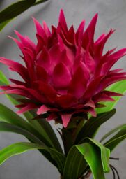 Orsina Fiori Pink Tropical Plant with Black Ceramic Pot - thumbnail 3