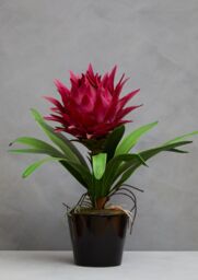 Orsina Fiori Pink Tropical Plant with Black Ceramic Pot - thumbnail 4