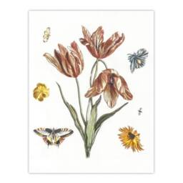 "Artery8 Flowers Butterflies & A Fly Johan Teyler Wall Art Poster Print in White - Size: W24"" x H32""" - thumbnail 1