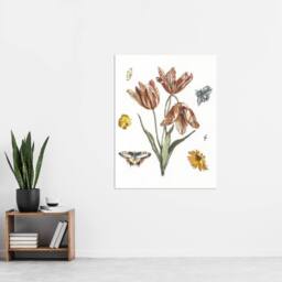 "Artery8 Flowers Butterflies & A Fly Johan Teyler Wall Art Poster Print in White - Size: W24"" x H32""" - thumbnail 4