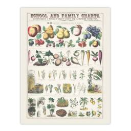 Artery8 Willson & Calkins School & Family Charts No XXI Framed Art Print in White - Size: A3 - thumbnail 3