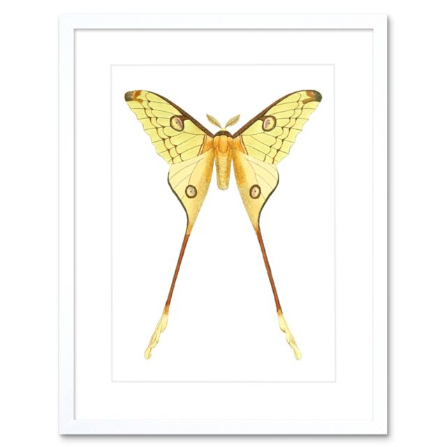 "Artery8 Wall Art Print Moth Yellow Art Framed 9x7 inch in White - Size: W7"" x H9""" - image 1