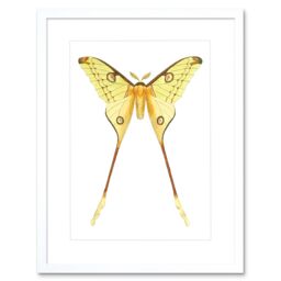 "Artery8 Wall Art Print Moth Yellow Art Framed 9x7 inch in White - Size: W7"" x H9""" - thumbnail 1
