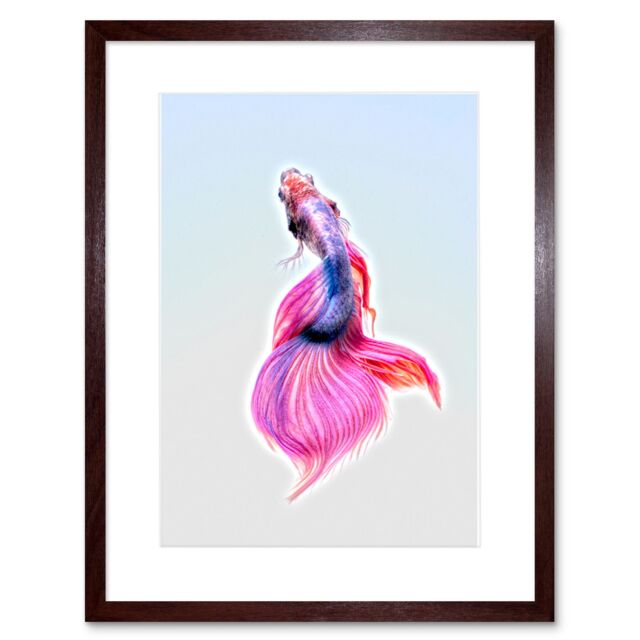 "Artery8 Wall Art Print Siamese Fighting Fish Pink Framed in Brown - Size: W7"" x H9""" - image 1