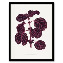 Artery8 AF Lydon B Fawcett Pink Achyranthes Verschaffeltii Framed Art Print in White - Size: A4 - thumbnail 1