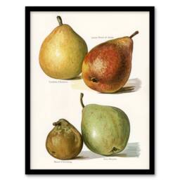 Artery8 Four Pear Varieties Vintage Illustration Wright Framed Wall Art Print in White - Size: A4 - thumbnail 1