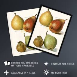 Artery8 Four Pear Varieties Vintage Illustration Wright Framed Wall Art Print in White - Size: A4 - thumbnail 2