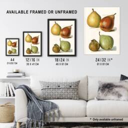 Artery8 Four Pear Varieties Vintage Illustration Wright Framed Wall Art Print in White - Size: A4 - thumbnail 3