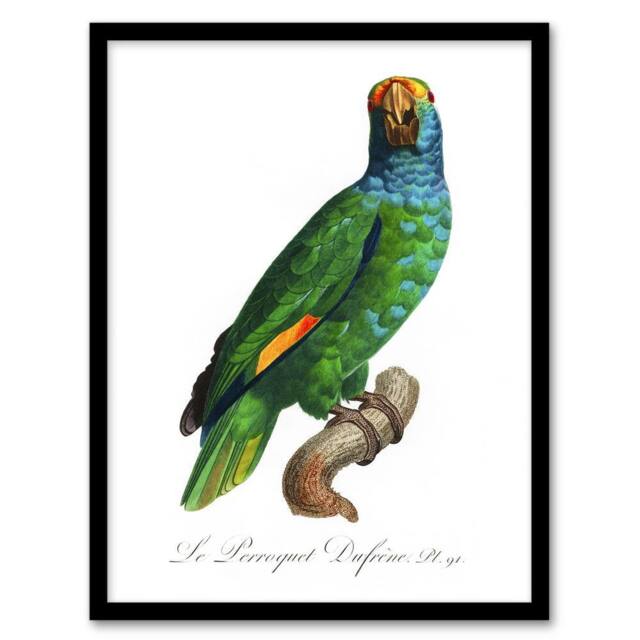 Artery8 The Blue Cheeked Amazon Parrot Levaillant Framed Wall Art Print in White - Size: A4 - image 1