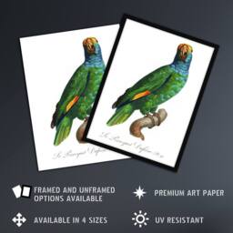 Artery8 The Blue Cheeked Amazon Parrot Levaillant Framed Wall Art Print in White - Size: A4 - thumbnail 2