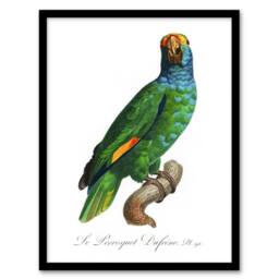 Artery8 The Blue Cheeked Amazon Parrot Levaillant Framed Wall Art Print in White - Size: A4 - thumbnail 1