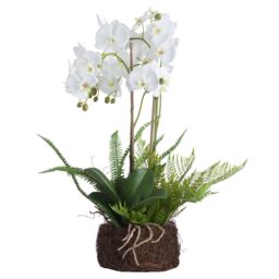 Hill Interiors Orchid & Fern Garden in White