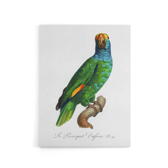 "Artery8 The Blue Cheeked Amazon Parrot Levaillant Canvas Wall Art Print in White - Size: W12"" x H16""" - image 1