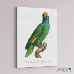 "Artery8 The Blue Cheeked Amazon Parrot Levaillant Canvas Wall Art Print in White - Size: W12"" x H16""" - thumbnail 2