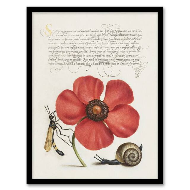 Artery8 Poppy Snail & Crane Fly Calligraphy Framed Wall Art Print in White - Size: A4 - image 1