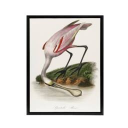 "Artery8 Roseate Spoonbill Couaihac Vintage Black Framed Canvas Wall Art in White - Size: W12"" x H16""" - thumbnail 1