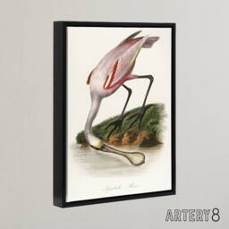 "Artery8 Roseate Spoonbill Couaihac Vintage Black Framed Canvas Wall Art in White - Size: W12"" x H16""" - thumbnail 2